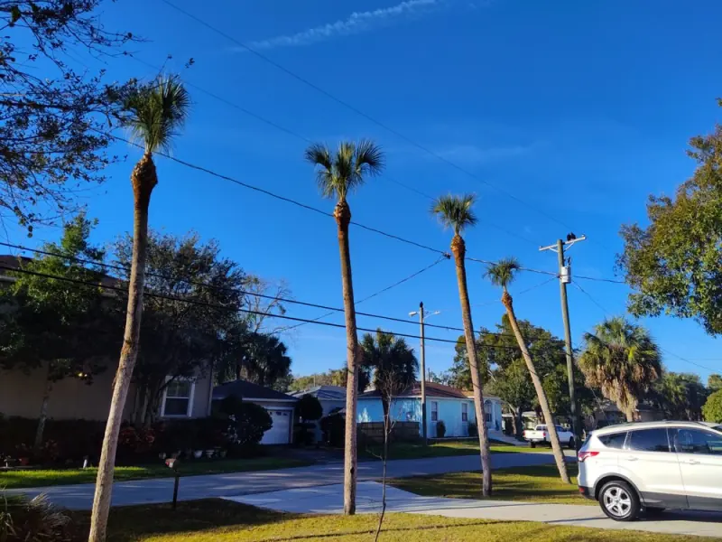 A Tree Surgeons Enterprise boom lift working in palm trees